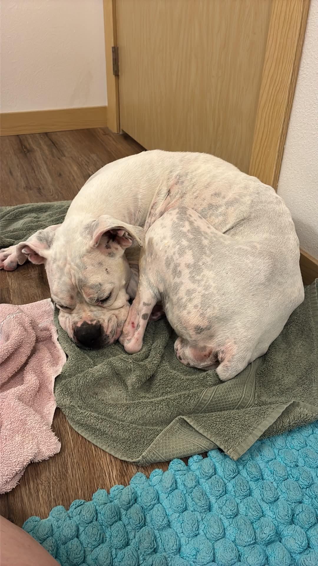 Pearl - NEEDS FOSTER photo