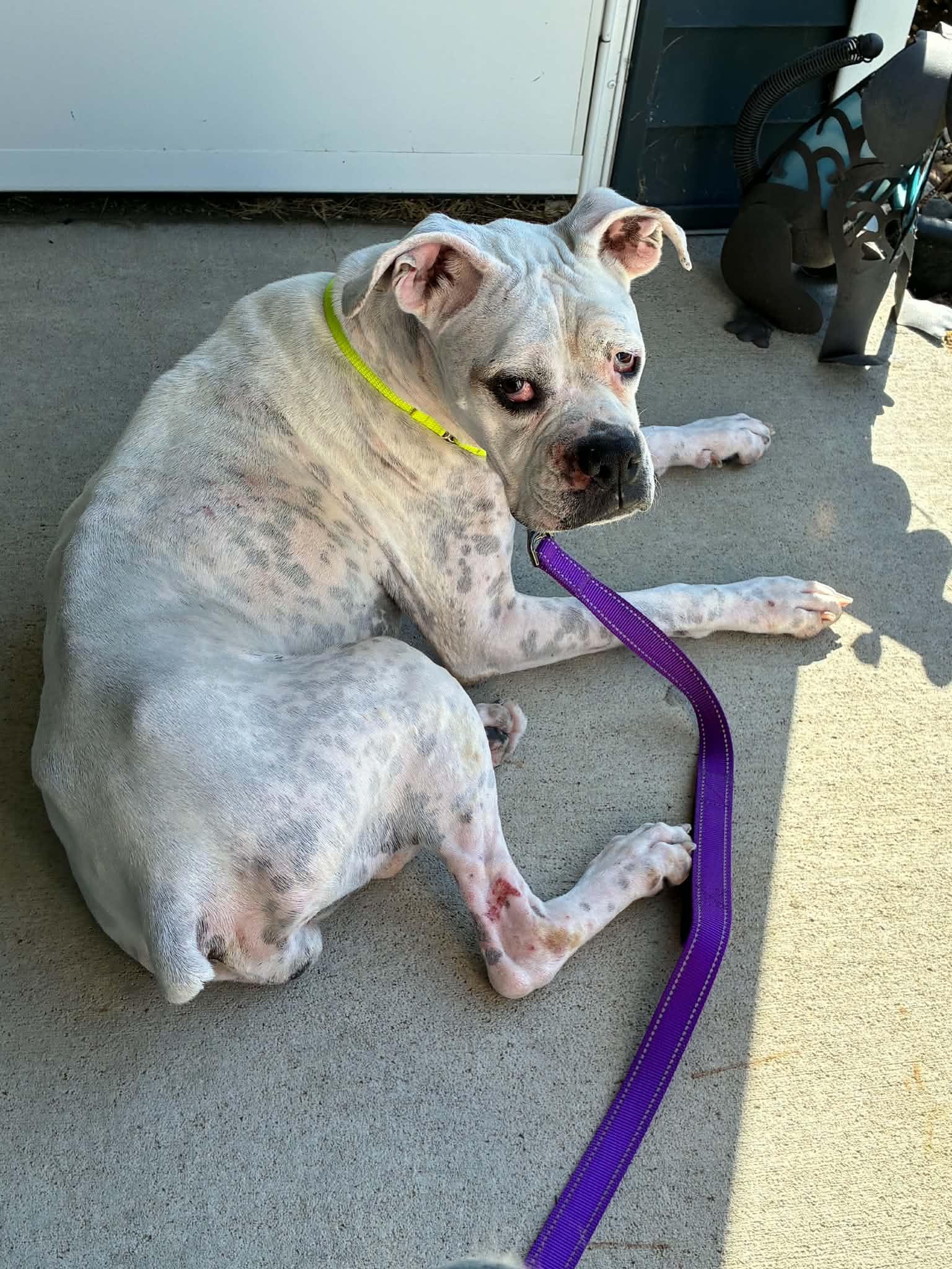 Enlarge Pearl - NEEDS FOSTER, a Adoptable Boxer in Owatonna, MN image 2/2