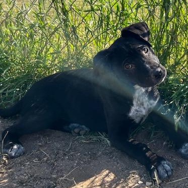 Enlarge Callie, a Adoptable mixed breed in Agua Dulce, CA image 1/5