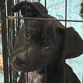 Enlarge Callie, a Adoptable mixed breed in Agua Dulce, CA image 2/5