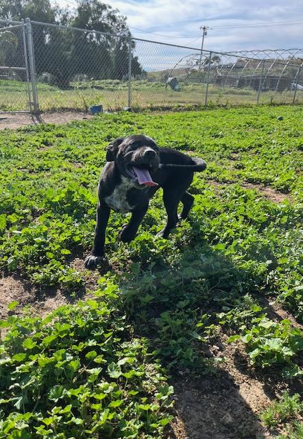 Enlarge Callie, a Adoptable mixed breed in Agua Dulce, CA image 5/5