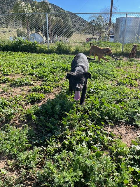 Enlarge Callie, a Adoptable mixed breed in Agua Dulce, CA image 4/5