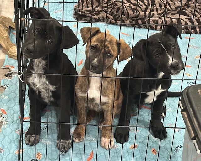 Enlarge Callie, a Adoptable mixed breed in Agua Dulce, CA image 3/5