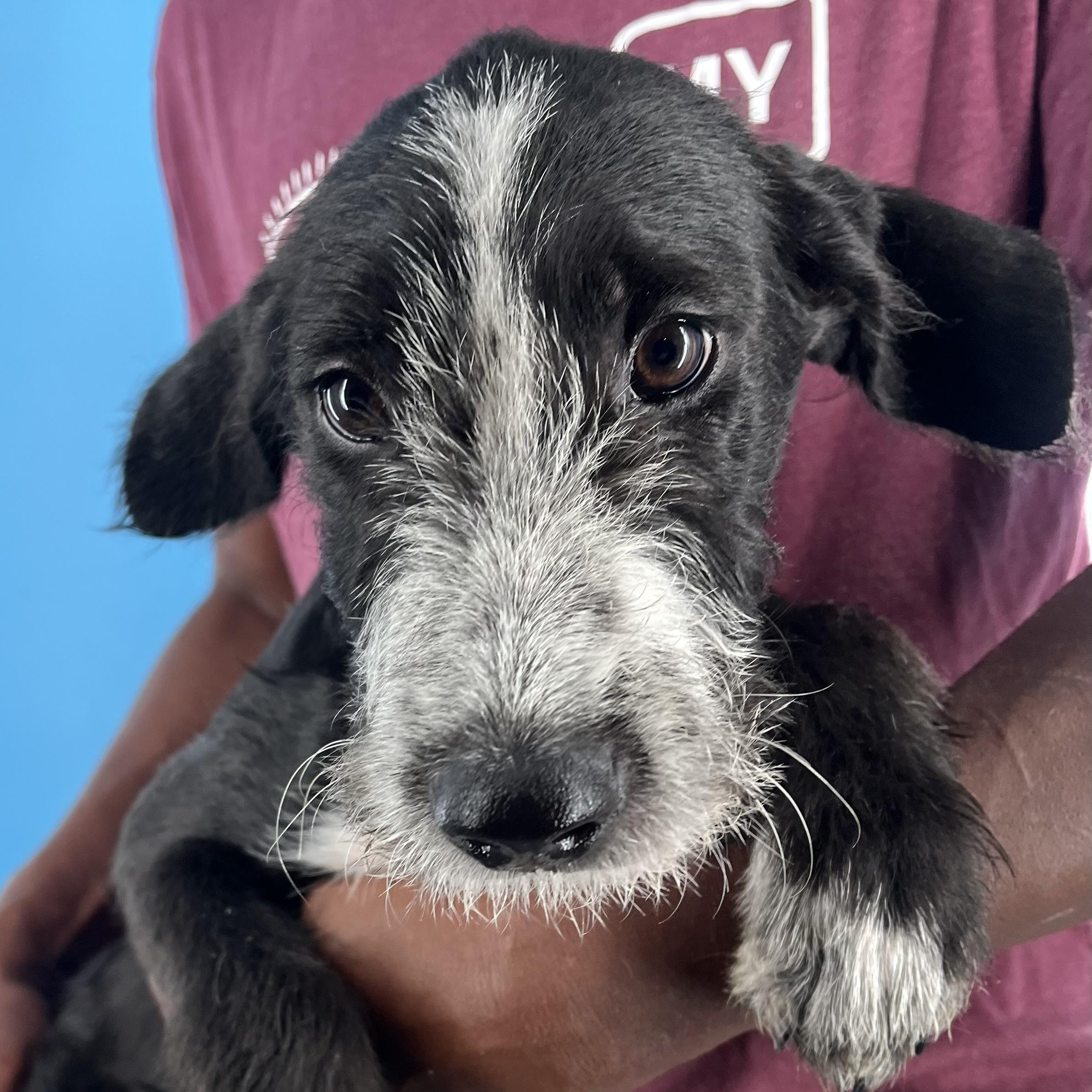 Reyna - Local August 22-24, Baby Female unknown