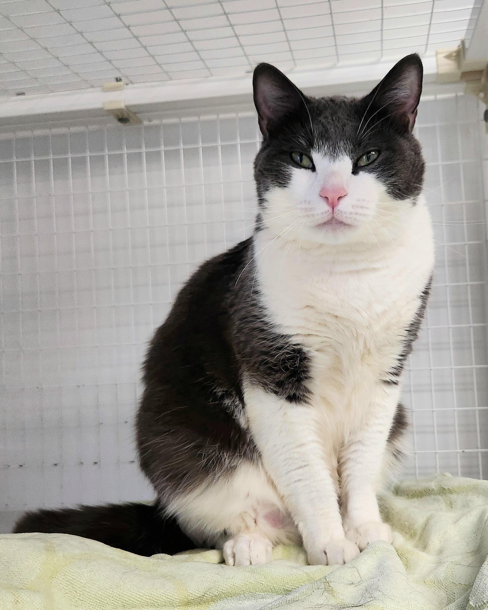 Myles/Courtesy Post, Adult Male unknown