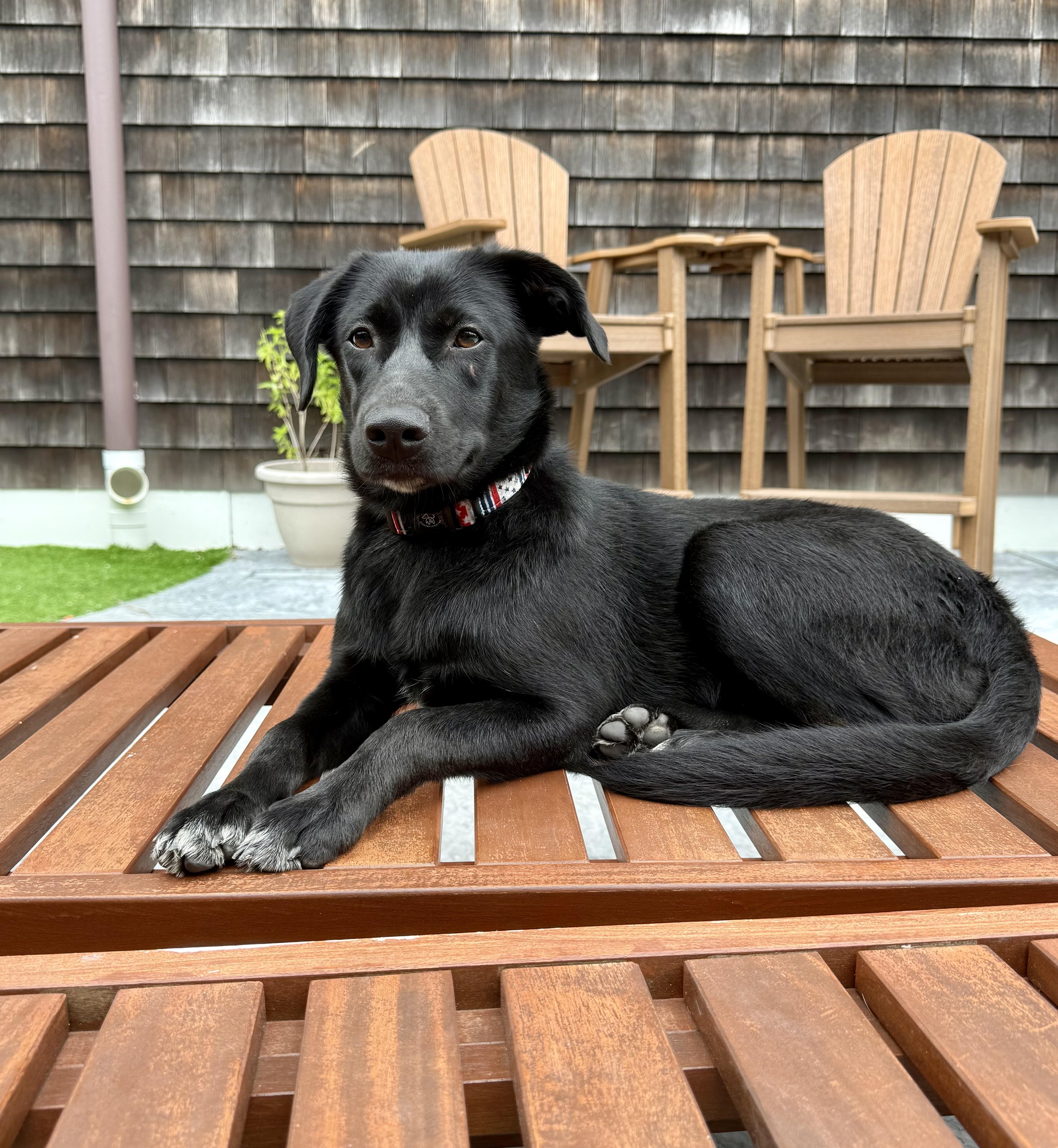 Raven was Adopted!!, Adopted, Puppy Female Black Labrador Retriever & Collie.