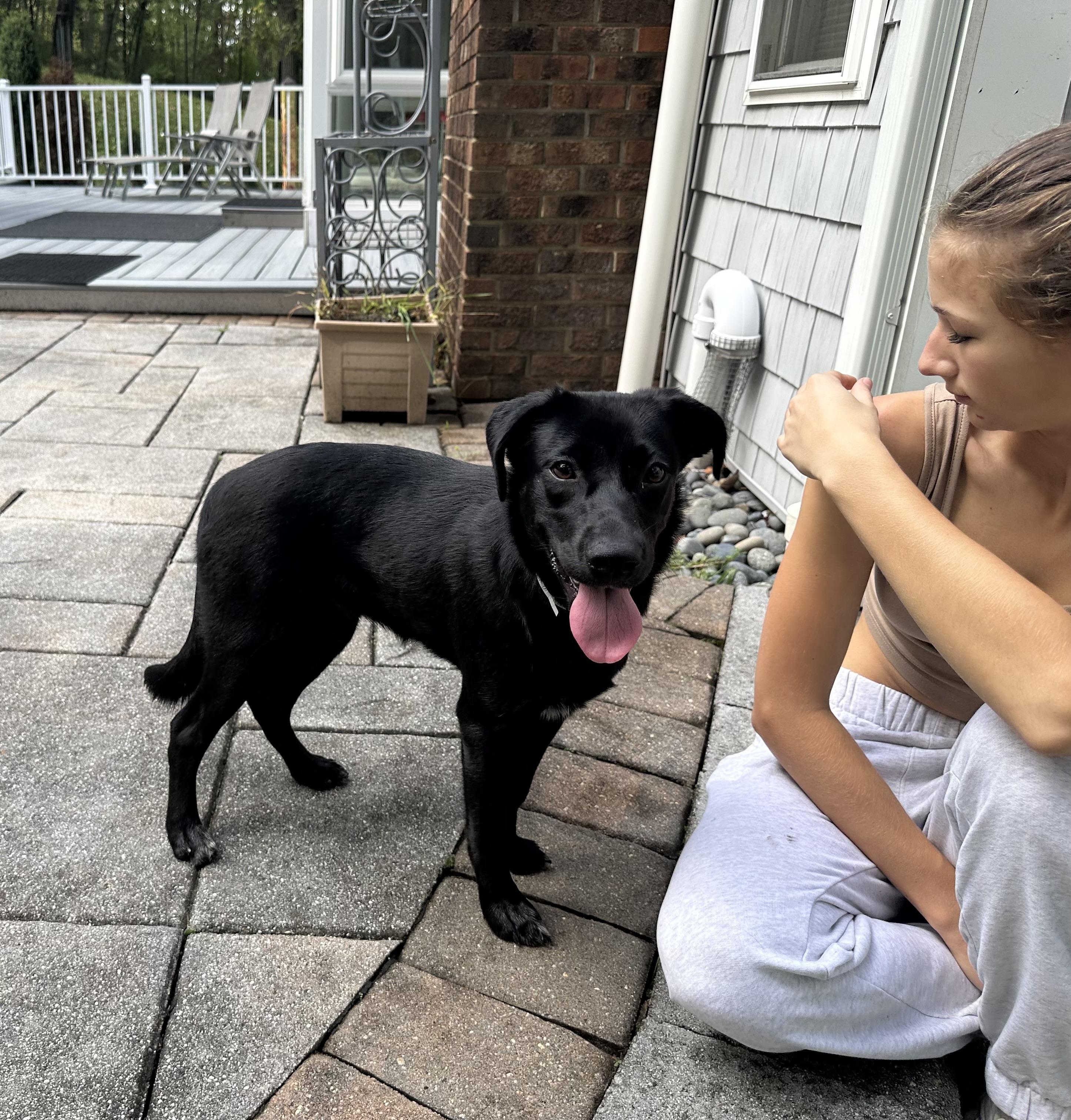 Raven was Adopted!!, a Adopted mixed breed in Randolph, NJ image 3/6