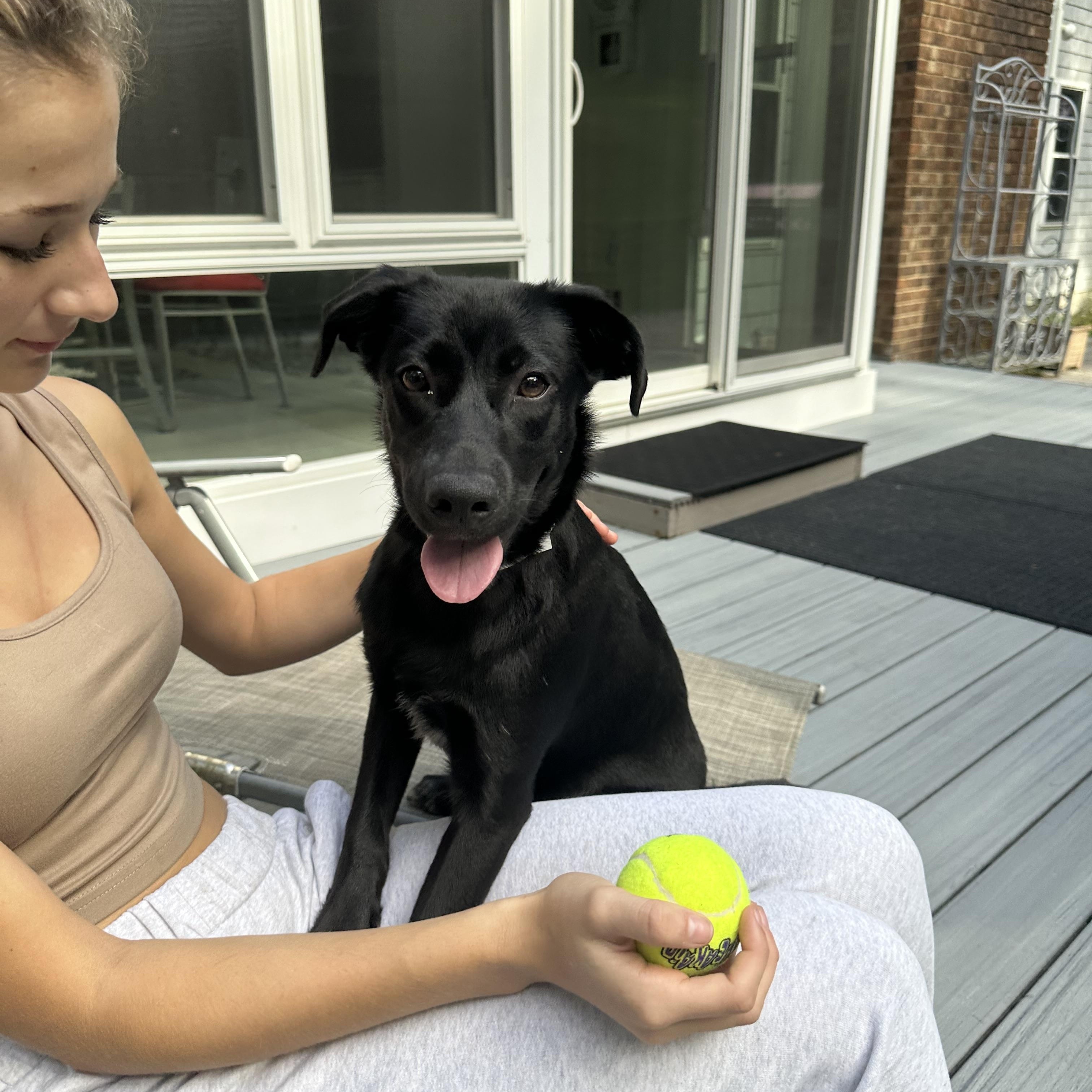 Raven was Adopted!!, a Adopted mixed breed in Randolph, NJ image 4/6