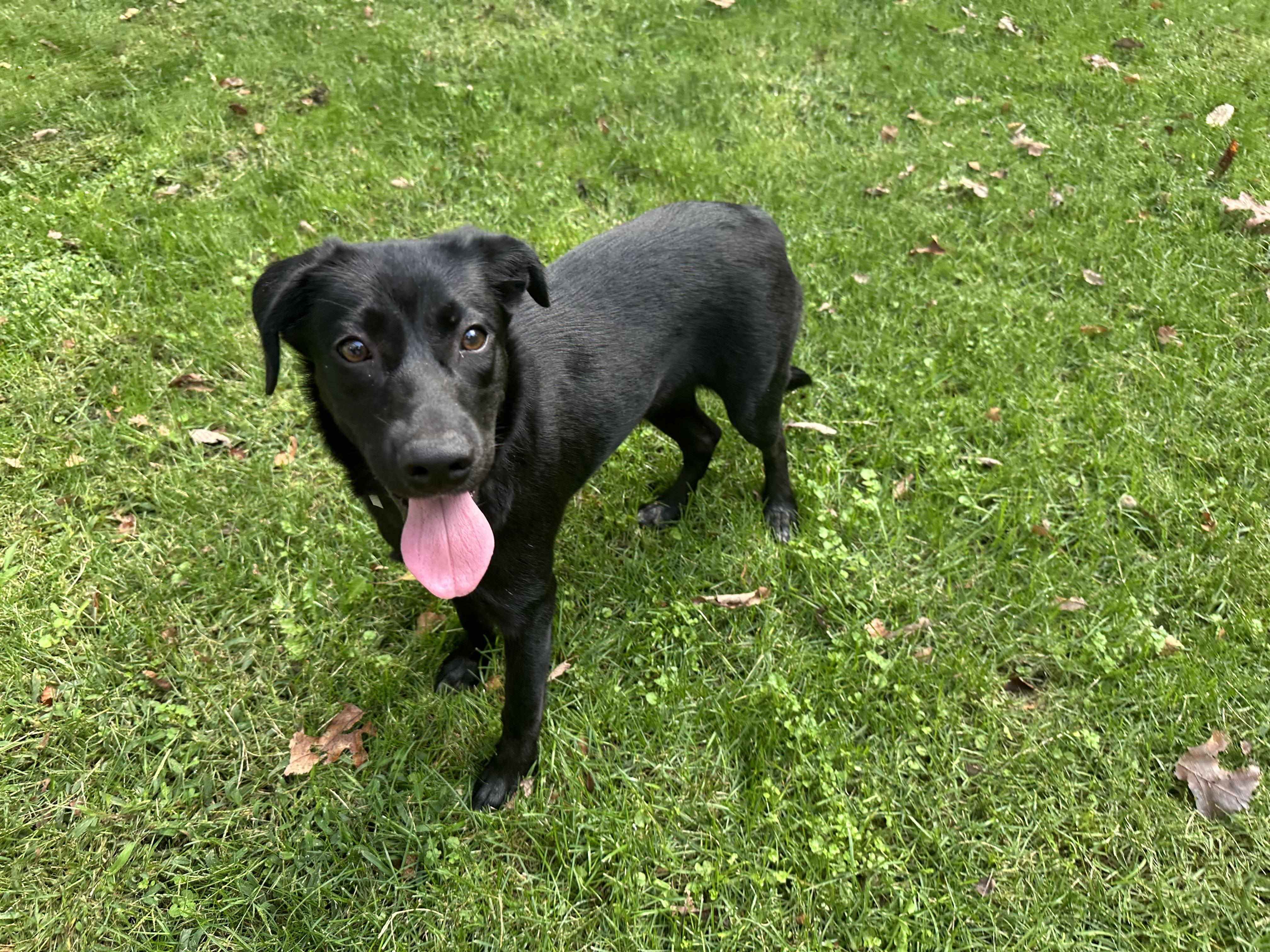 Raven was Adopted!!, a Adopted mixed breed in Randolph, NJ image 5/6