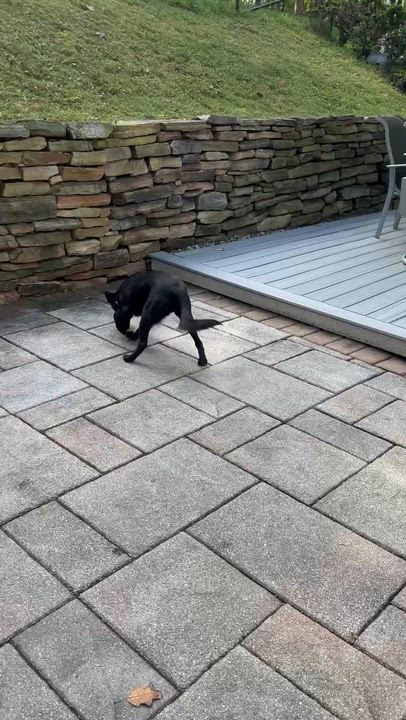 Enlarge Raven was Adopted!!, a Adopted mixed breed in Randolph, NJ video 6/6