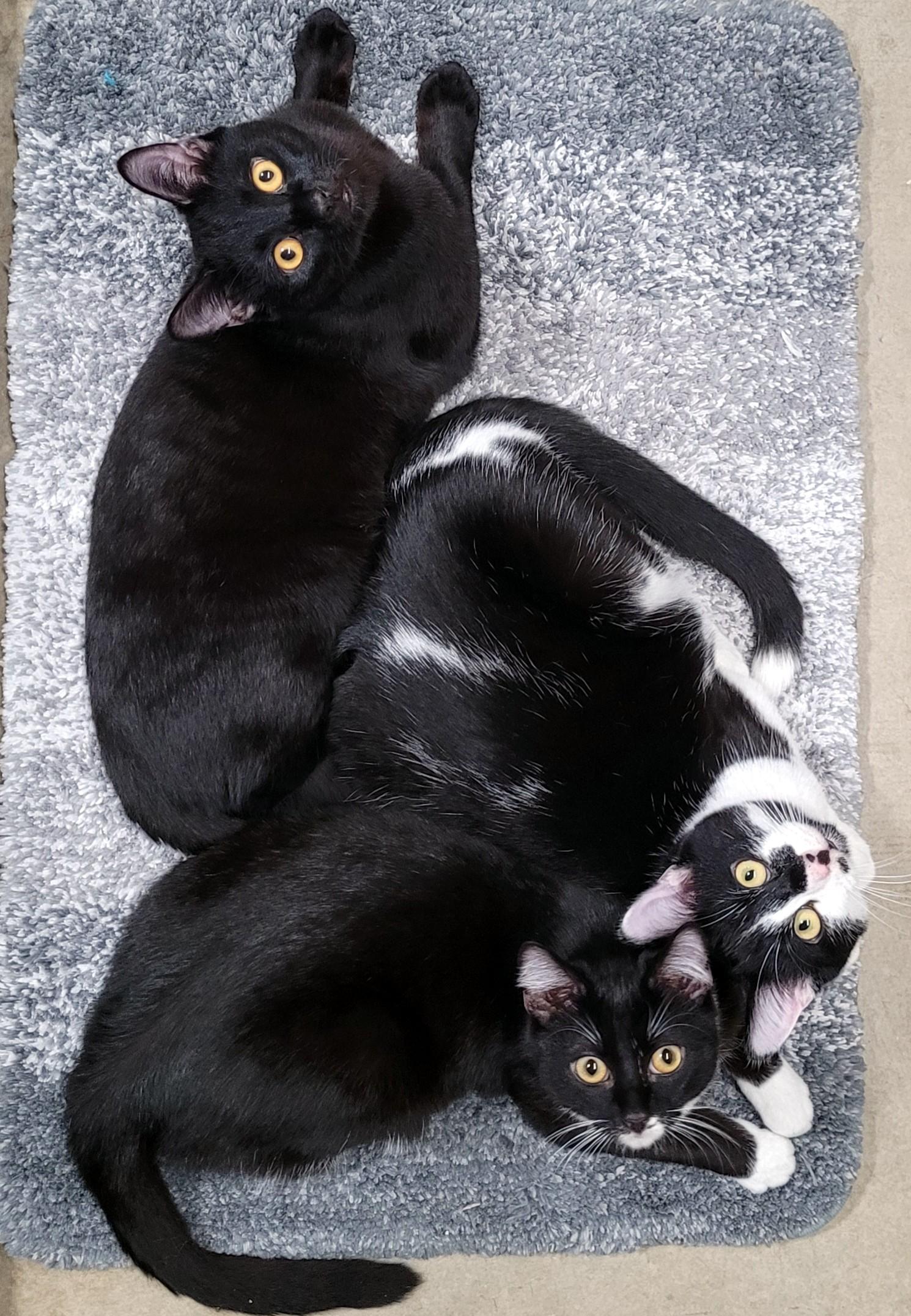 Enlarge Dill & Dwayne, a Adoptable Domestic Short Hair in Eugene, OR image 2/4