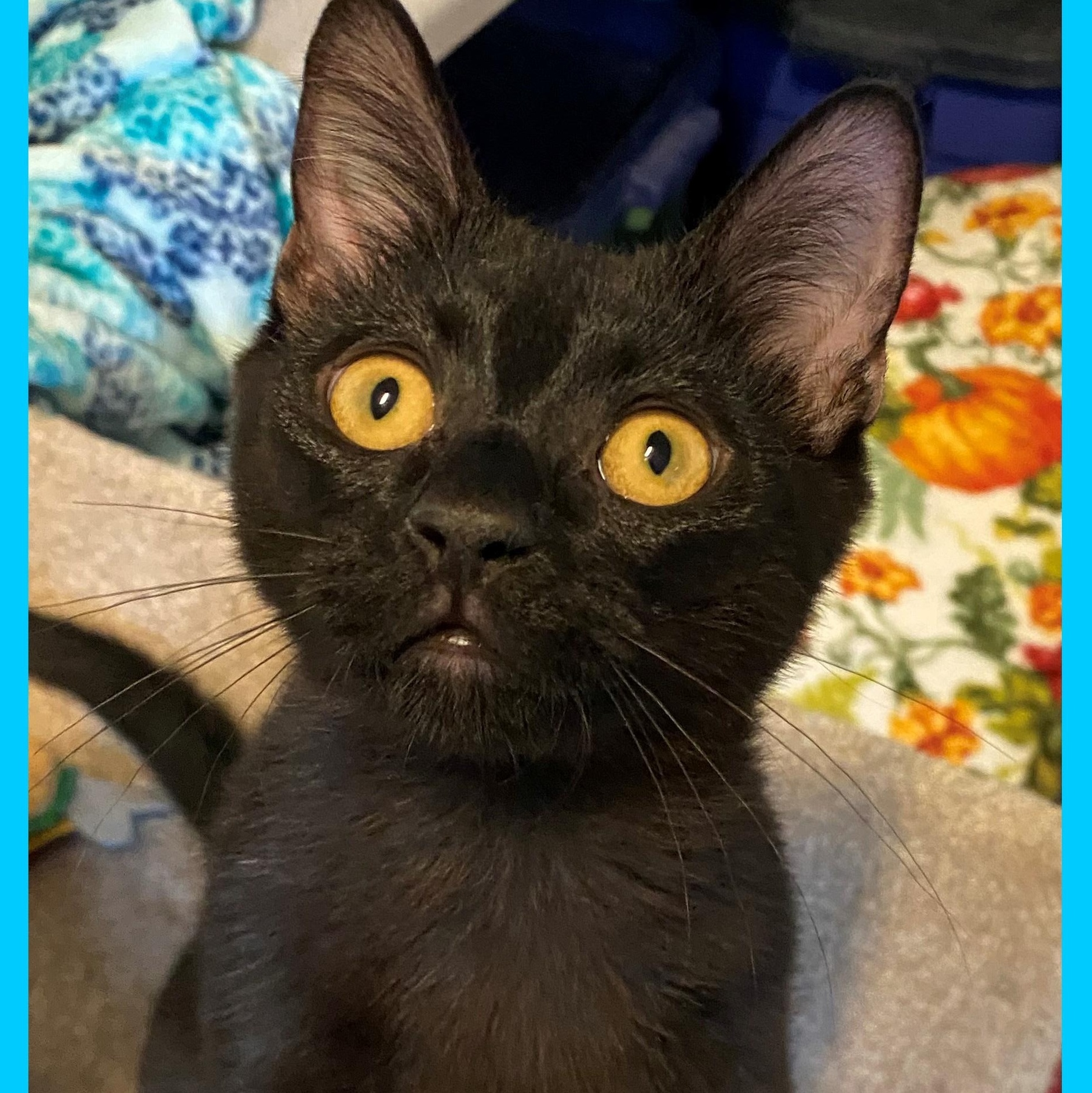 Enlarge Dwayne, a Adoptable Domestic Short Hair in Eugene, OR image 1/3