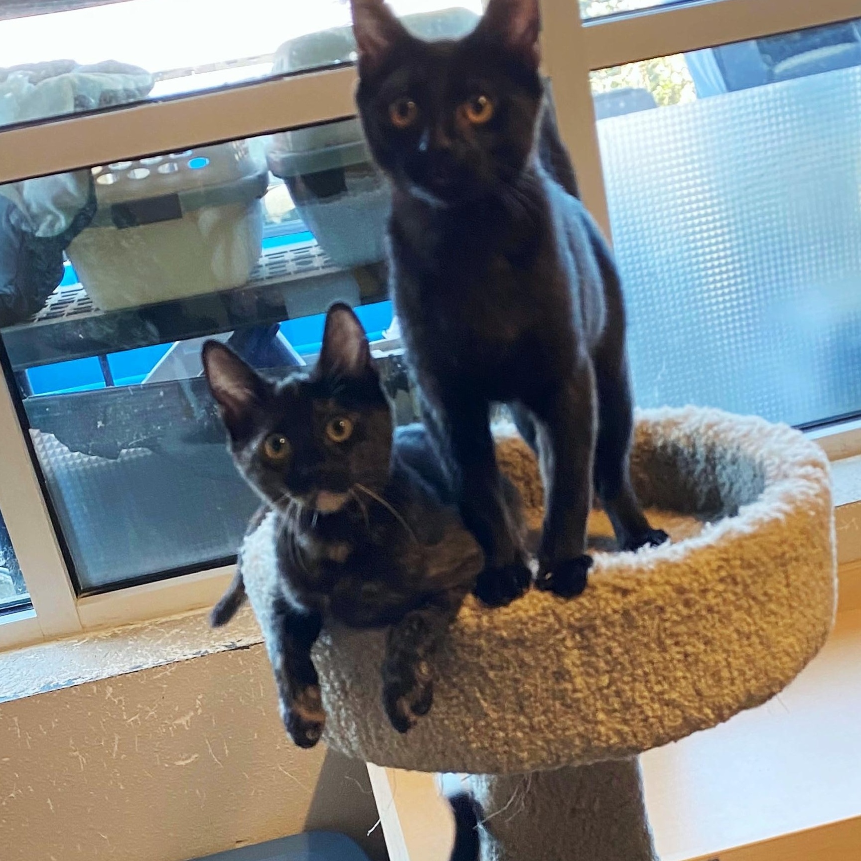 Enlarge Dwayne, a Adoptable Domestic Short Hair in Eugene, OR image 2/3