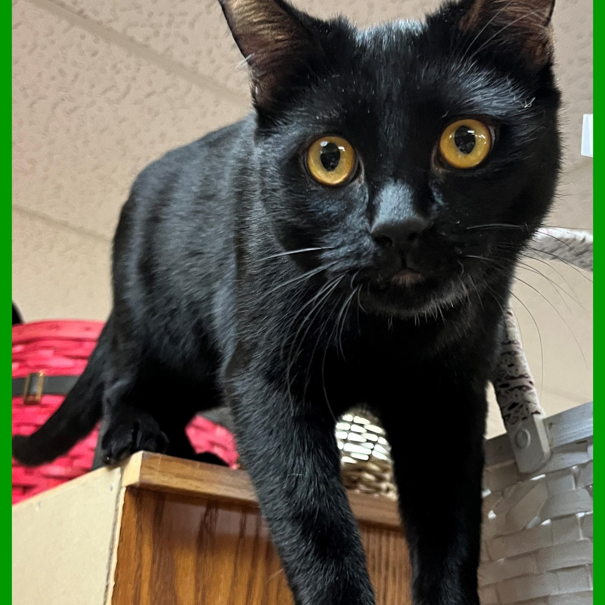 Enlarge Dill & Dwayne, a Adoptable Domestic Short Hair in Eugene, OR image 4/4