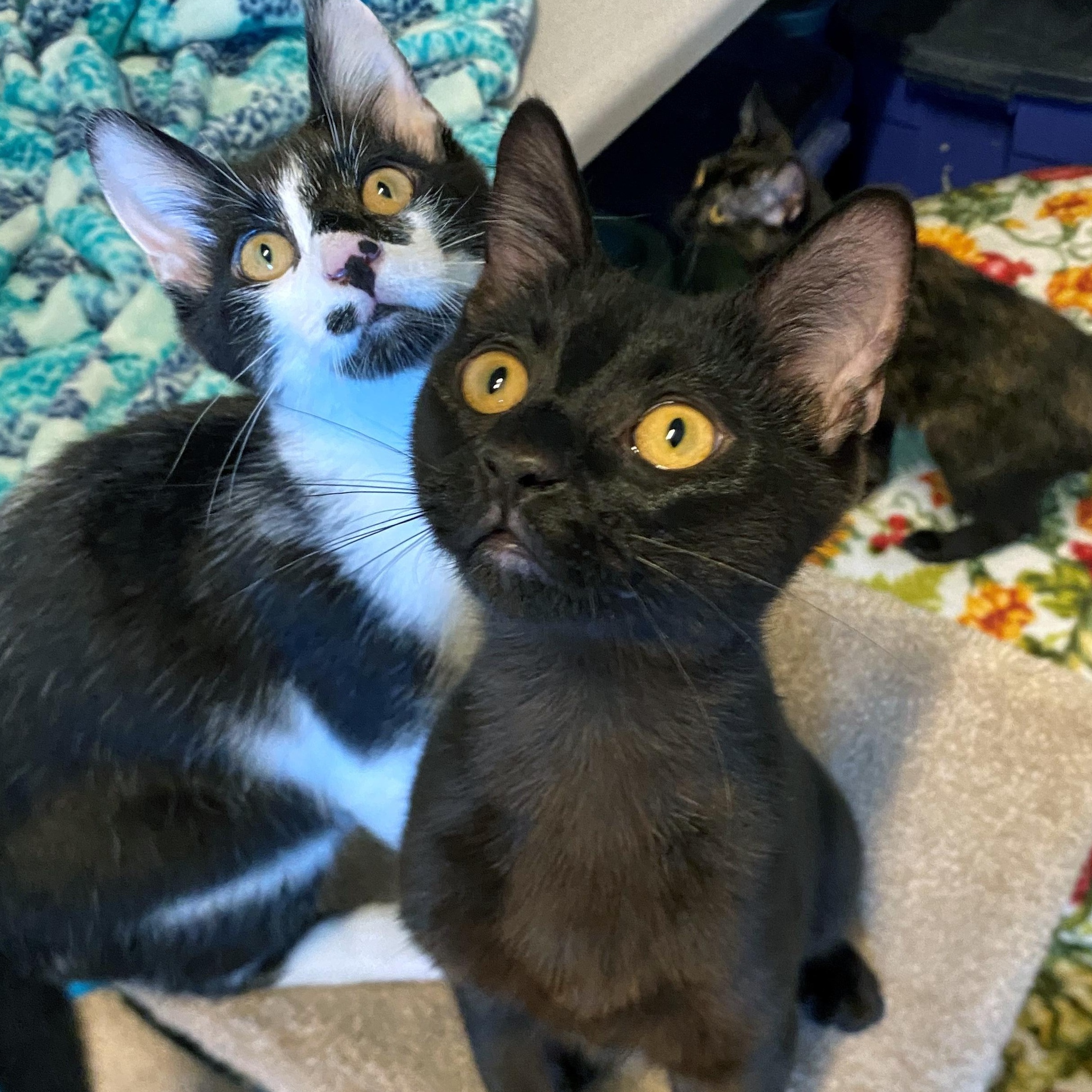 Enlarge Dwayne, a Adoptable Domestic Short Hair in Eugene, OR image 3/3