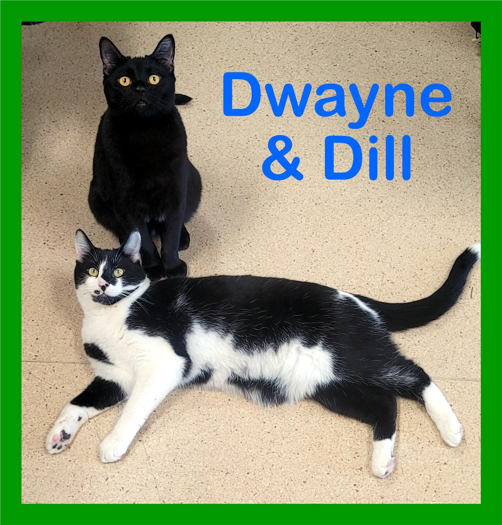 Enlarge Dill & Dwayne, a Adoptable Domestic Short Hair in Eugene, OR image 1/4