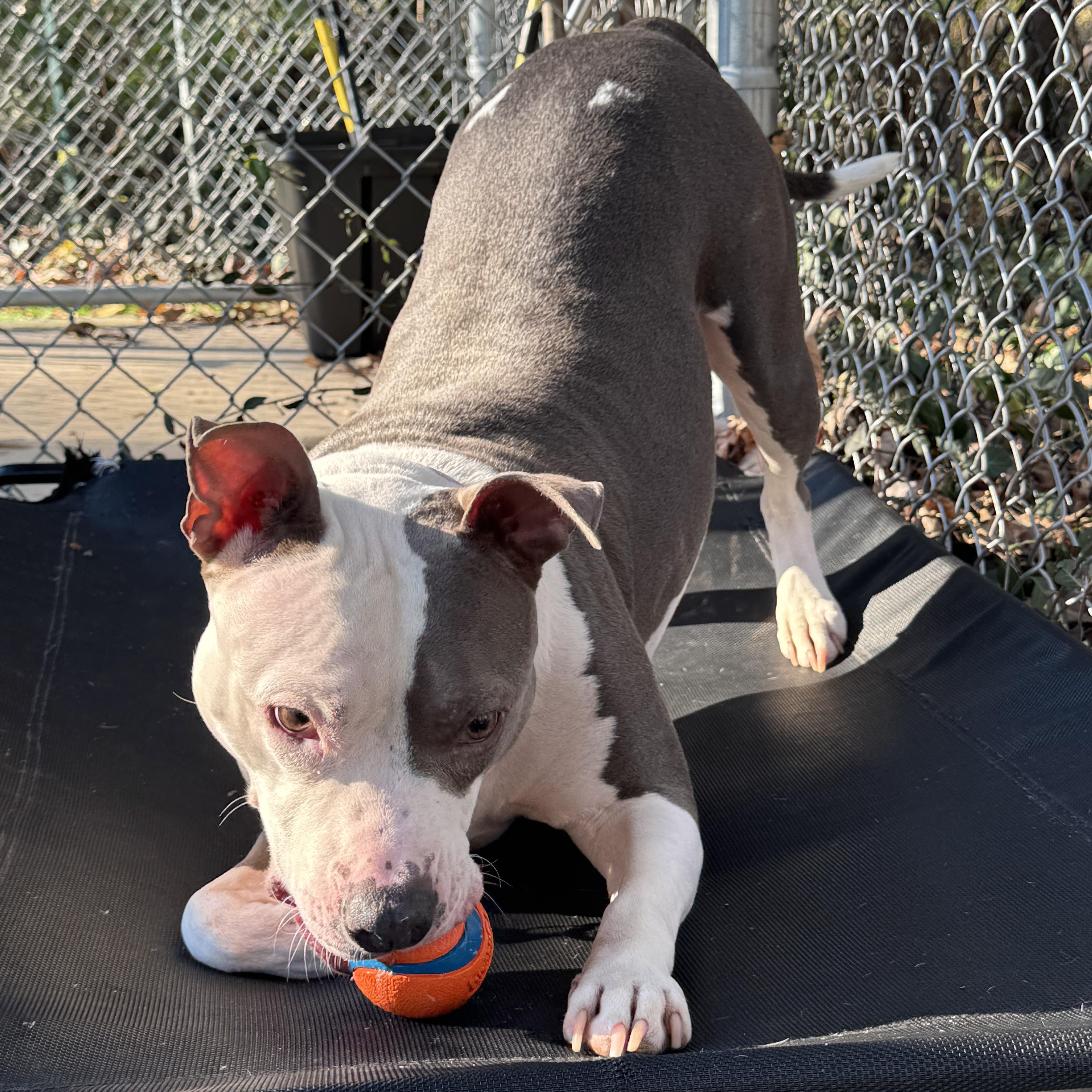 Enlarge Diva Diamond, a ADOPTABLE mixed breed in Greenbelt, MD image 2/6