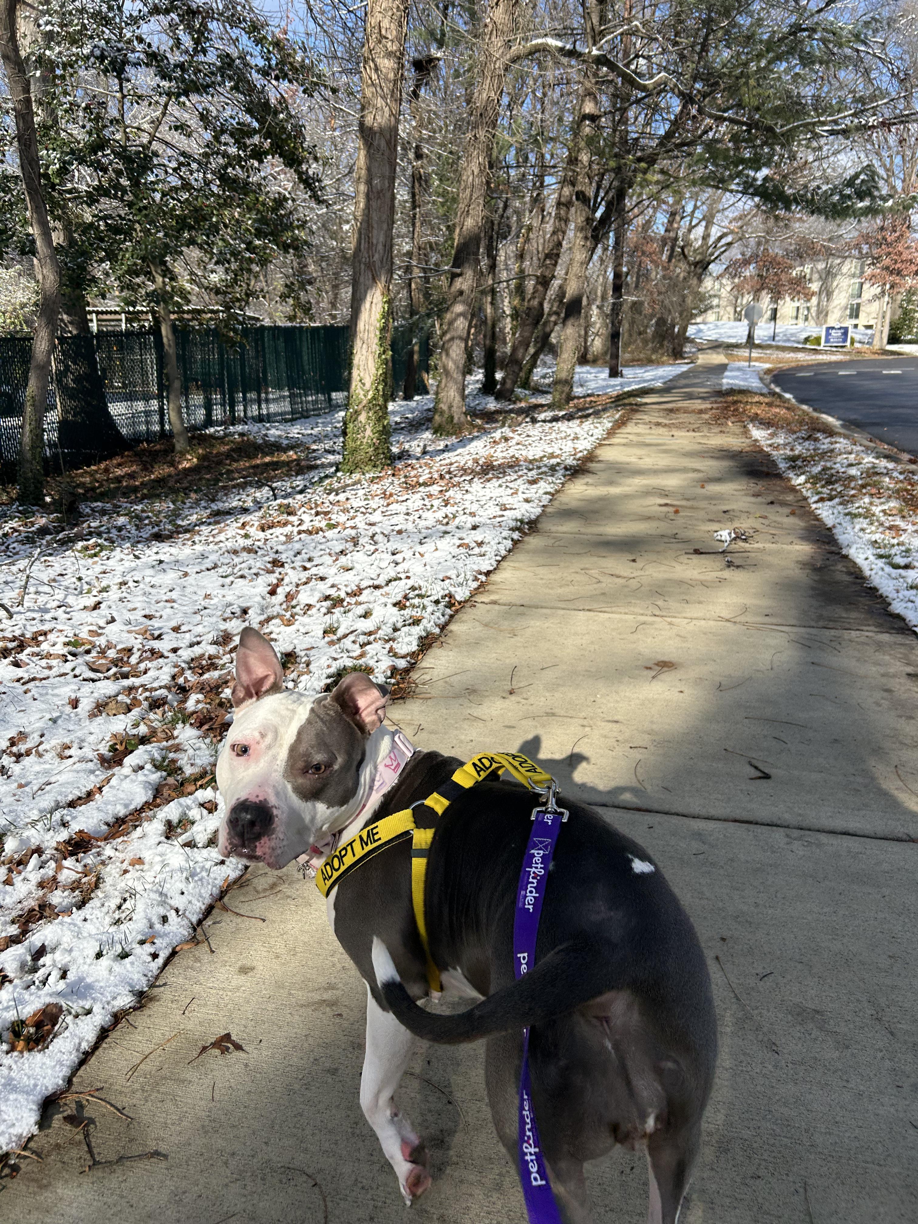 Enlarge Diva Diamond, a ADOPTABLE mixed breed in Greenbelt, MD image 3/6
