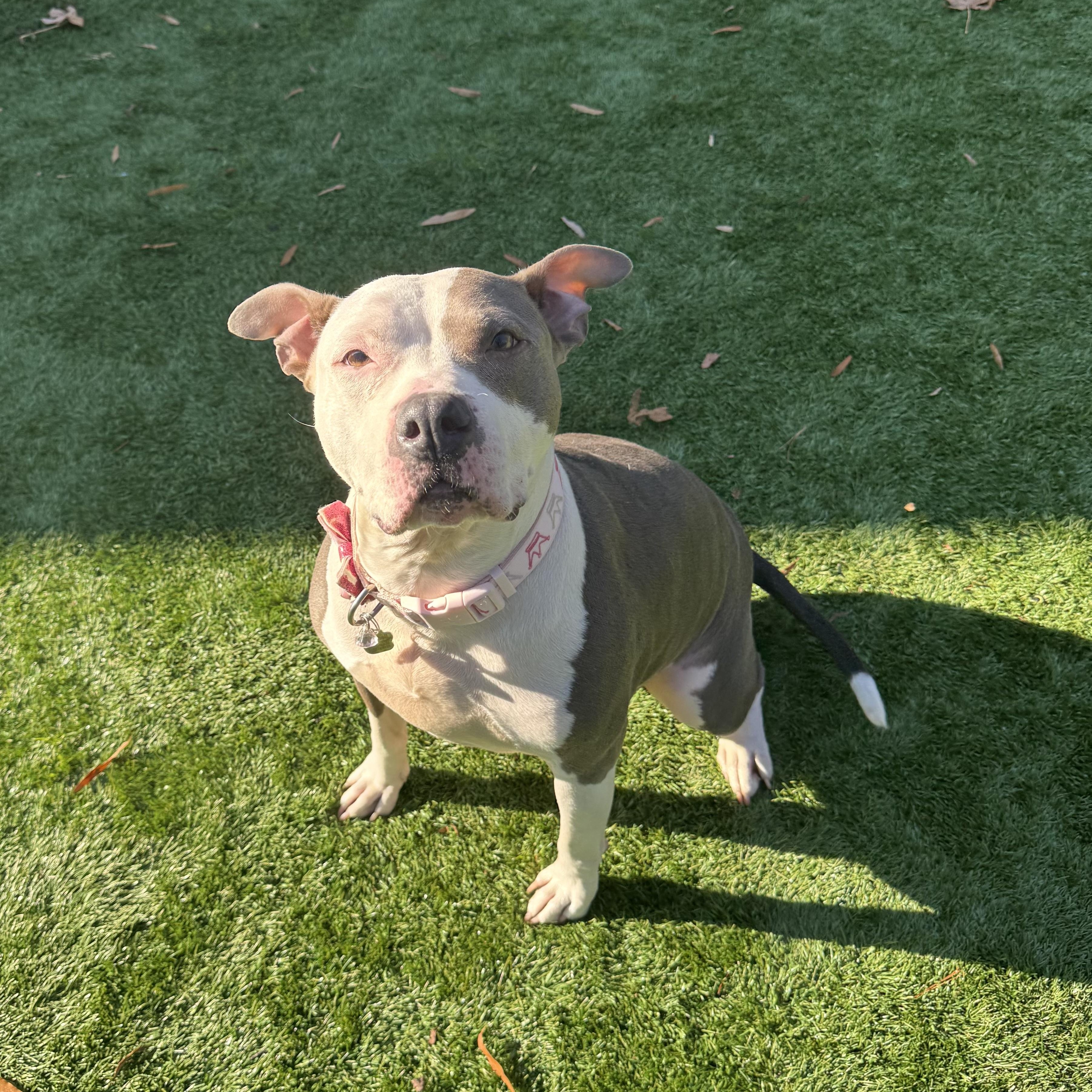 Enlarge Diva Diamond, a ADOPTABLE mixed breed in Greenbelt, MD image 1/6