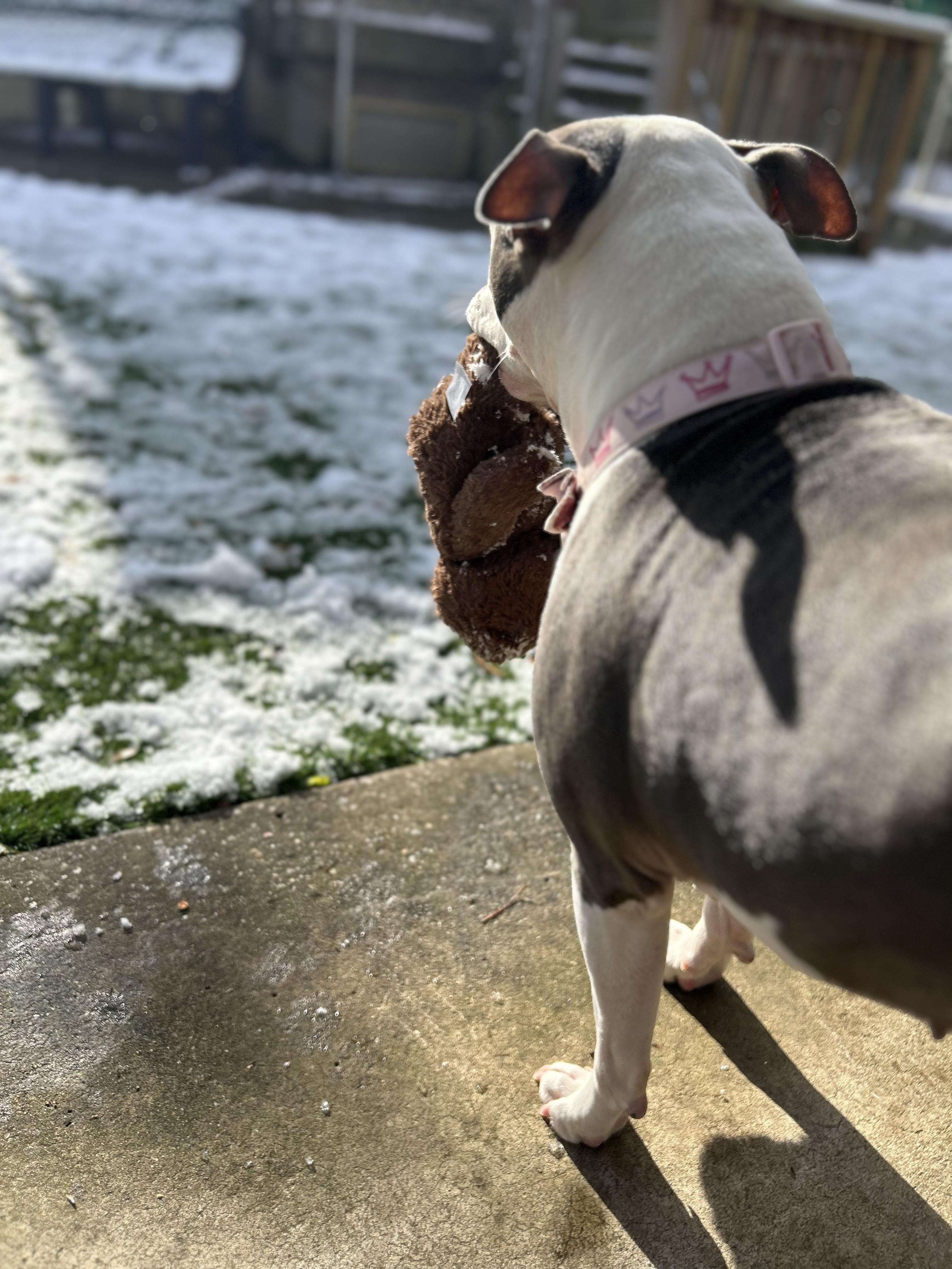 Enlarge Diva Diamond, a ADOPTABLE mixed breed in Greenbelt, MD image 4/6