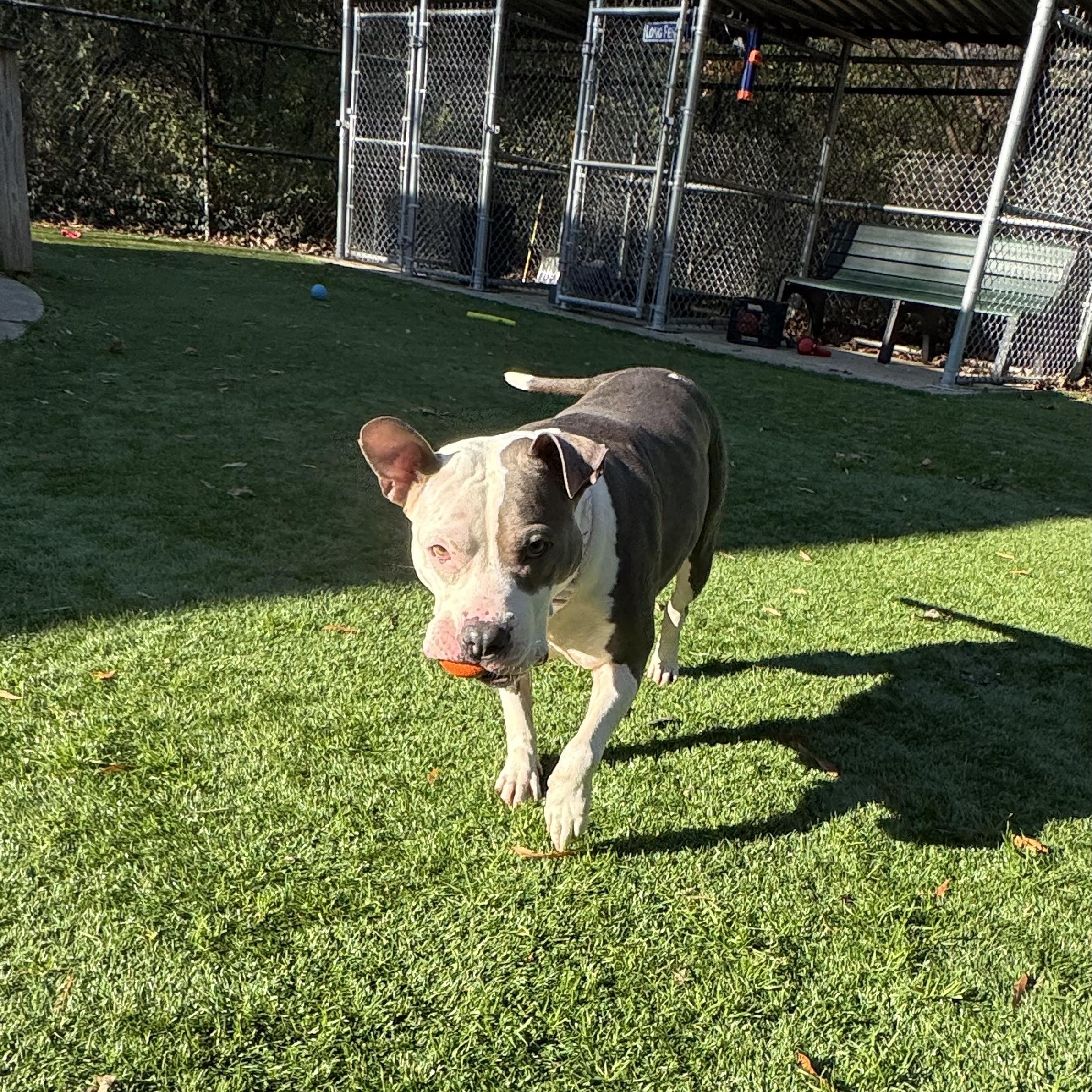 Enlarge Diva Diamond, a ADOPTABLE mixed breed in Greenbelt, MD image 5/6