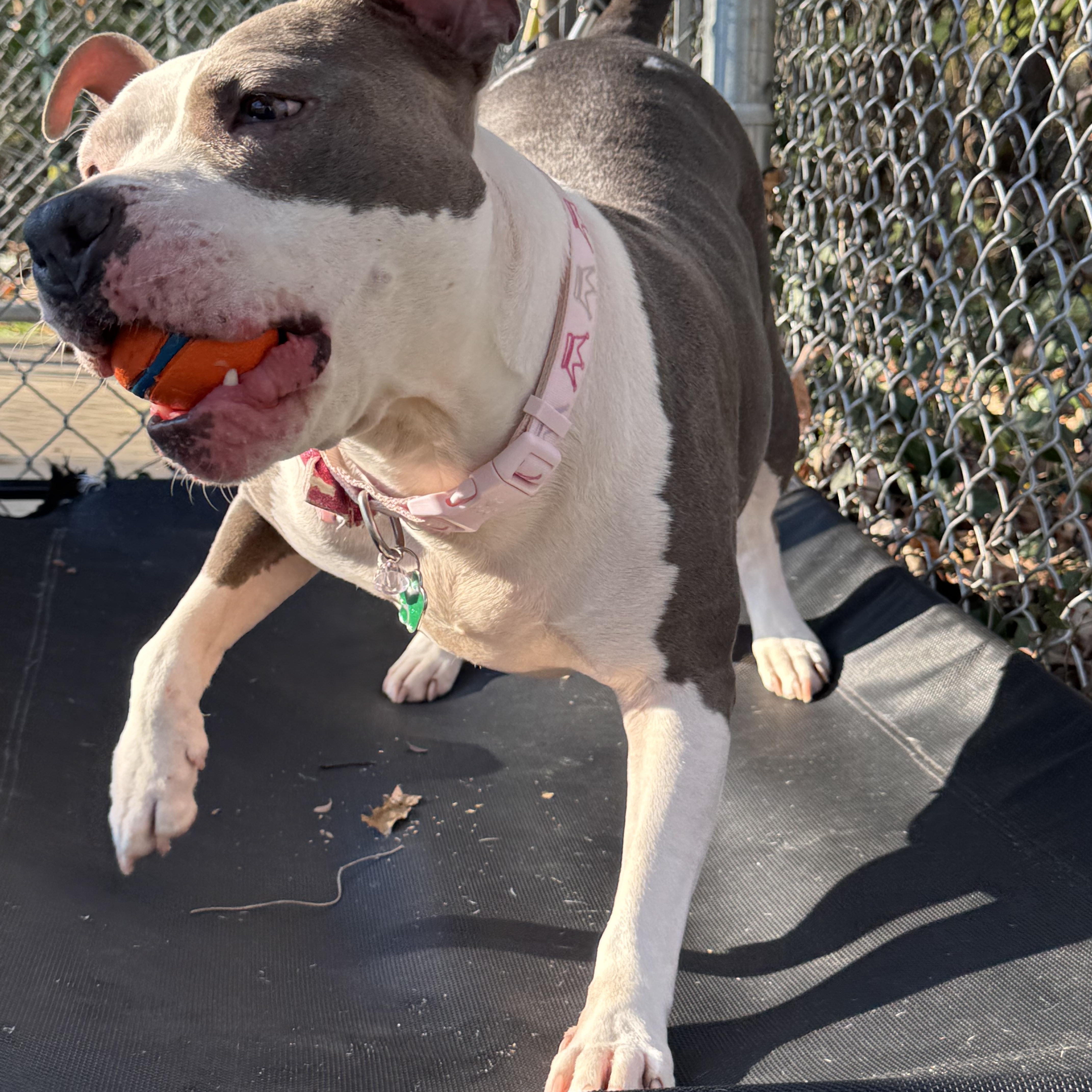 Enlarge Diva Diamond, a ADOPTABLE mixed breed in Greenbelt, MD image 6/6