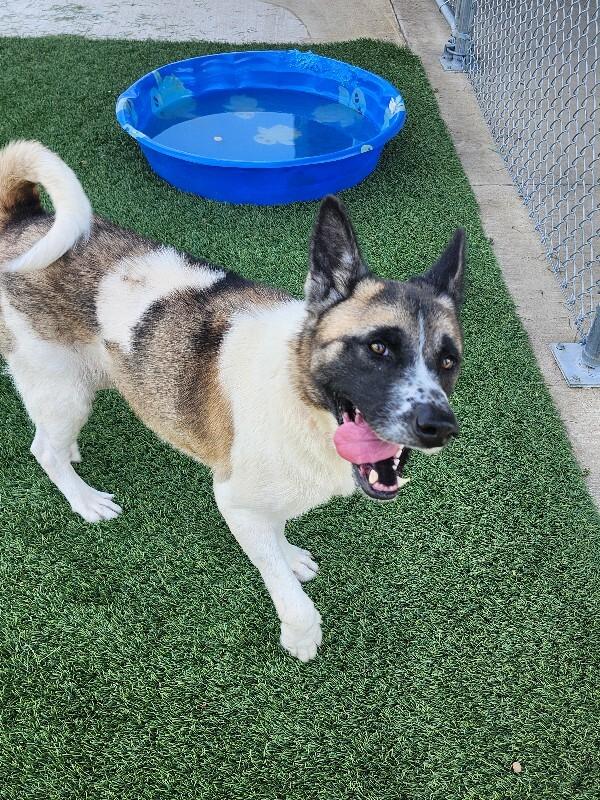 Kuma, Adoptable, Adult Female Akita.