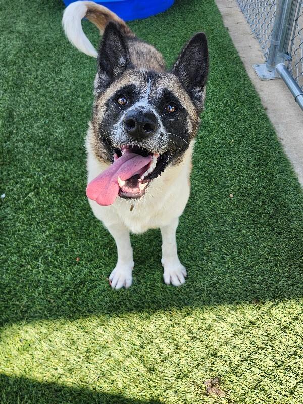 Enlarge Kuma, a Adoptable Akita in Jackson, TN image 2/6