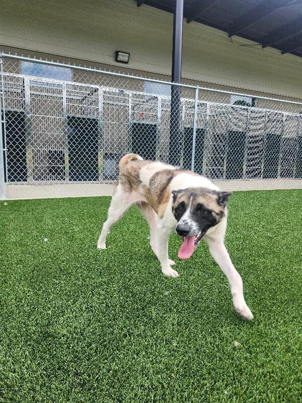 Enlarge Kuma, a Adoptable Akita in Jackson, TN image 3/6