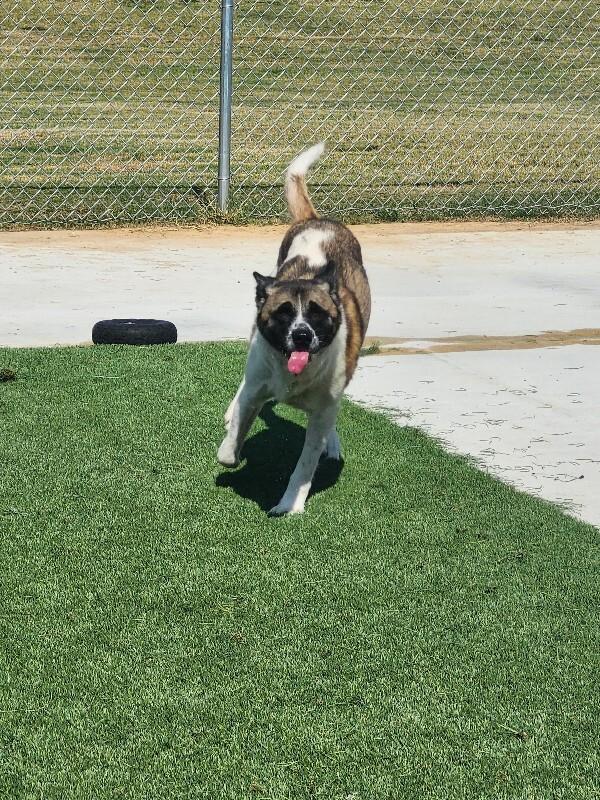 Enlarge Kuma, a Adoptable Akita in Jackson, TN image 4/6