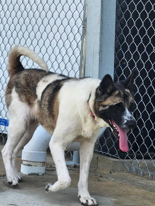 Enlarge Kuma, a Adoptable Akita in Jackson, TN image 5/6