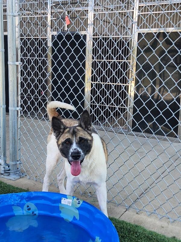 Enlarge Kuma, a Adoptable Akita in Jackson, TN image 6/6