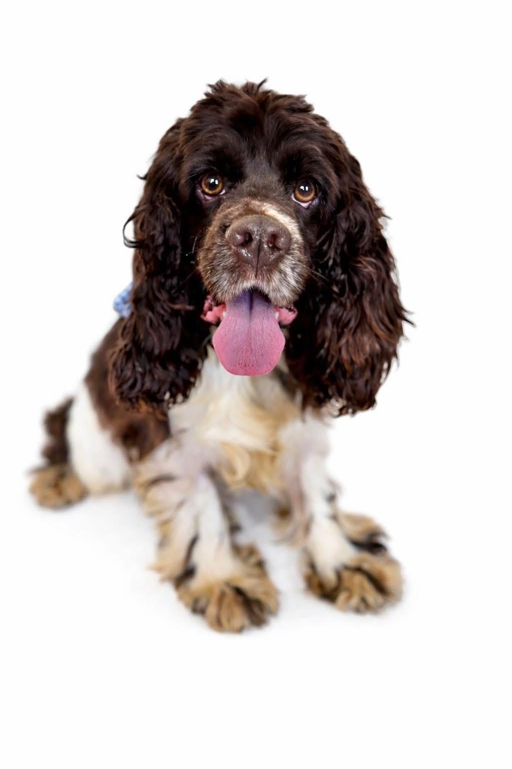 Sully, Adoptable, Adult Male Cocker Spaniel.