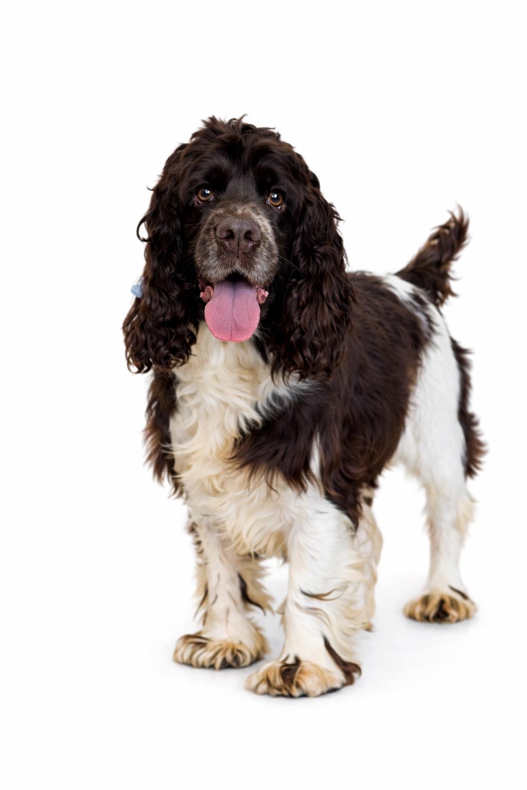 Enlarge Sully, a Adoptable Cocker Spaniel in SYLVANIA, GA image 2/5