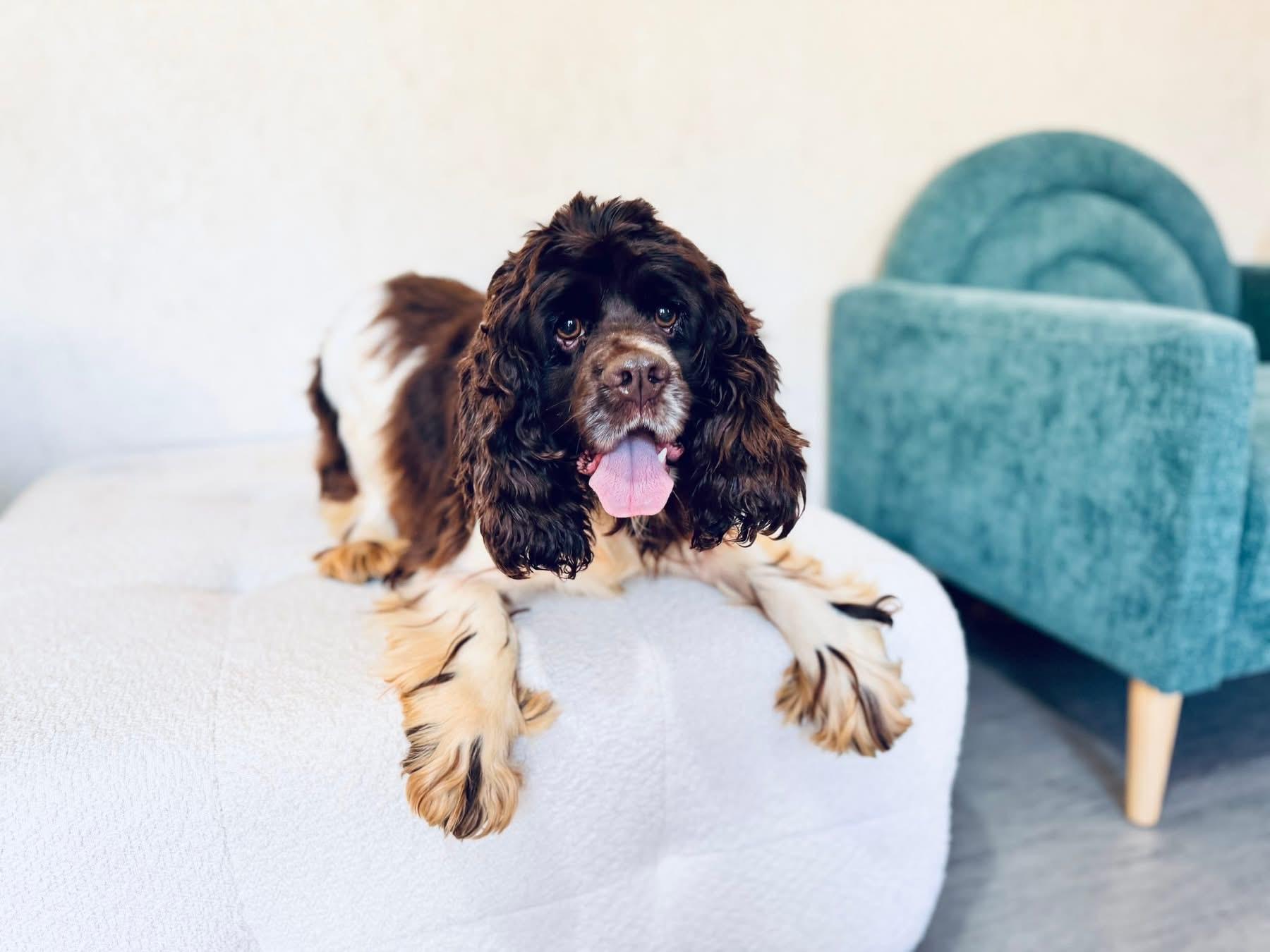 Enlarge Sully, a Adoptable Cocker Spaniel in SYLVANIA, GA image 5/5