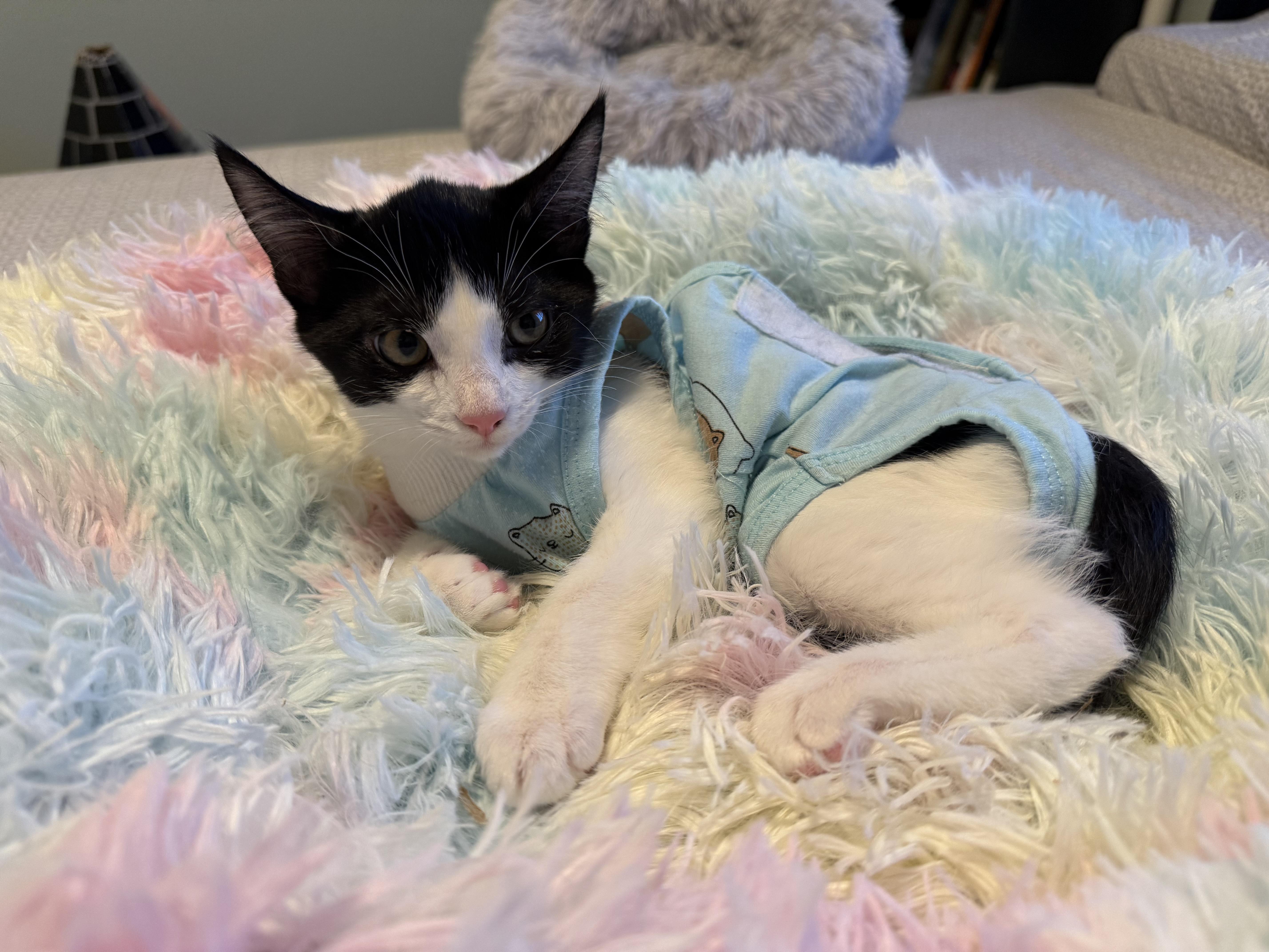 Peggy, Young Female Domestic Short Hair