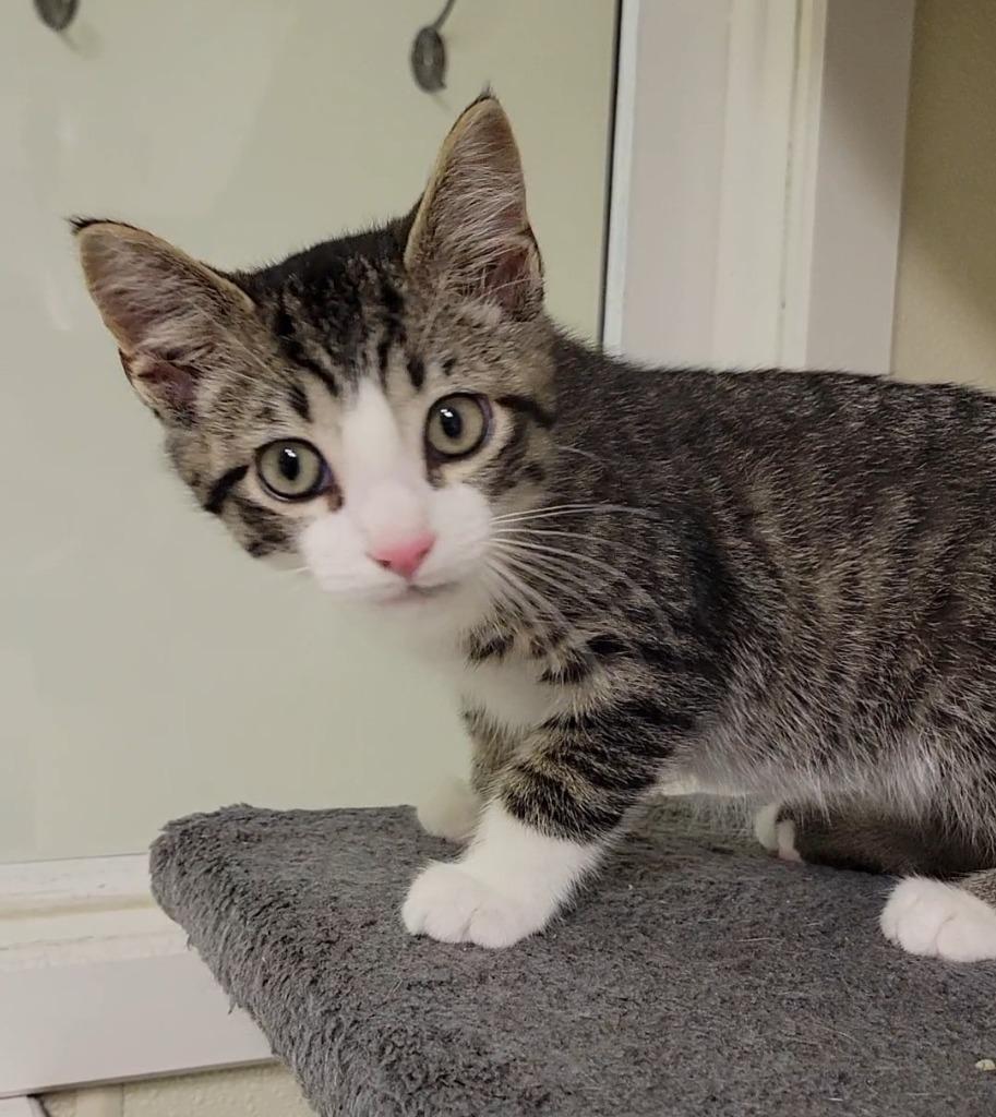 CLINT, Adoptable, Kitten Male Domestic Short Hair.