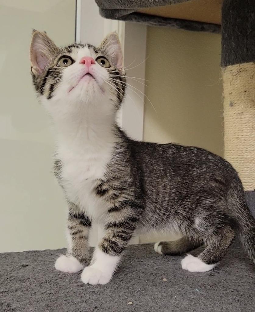 Enlarge CLINT, a Adoptable mixed breed in Sandusky, OH image 2/3