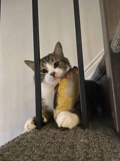 Olly (m) 3yrs old Tabby/white, an adoptable Domestic Short Hair in Ottawa, ON, K4A 0P3 | Photo Image 6