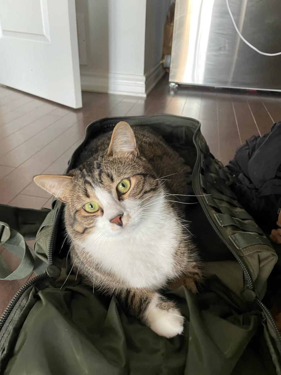 Olly (m) 3yrs old Tabby/white, an adoptable Domestic Short Hair in Ottawa, ON, K4A 0P3 | Photo Image 2