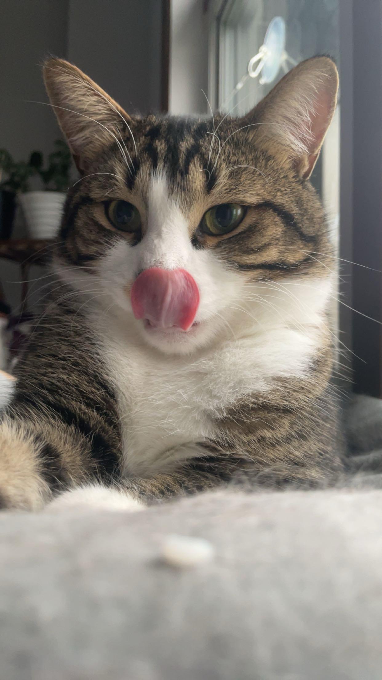 Olly (m) 3yrs old Tabby/white, an adoptable Domestic Short Hair in Ottawa, ON, K4A 0P3 | Photo Image 3