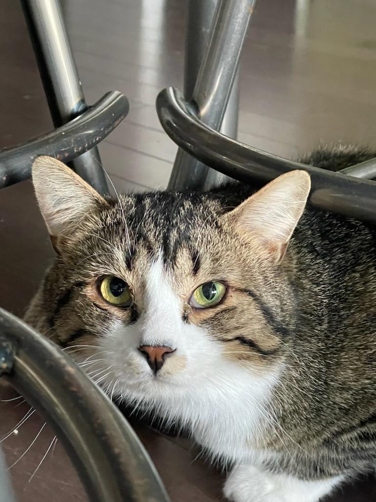 Olly (m) 3yrs old Tabby/white, an adoptable Domestic Short Hair in Ottawa, ON, K4A 0P3 | Photo Image 5