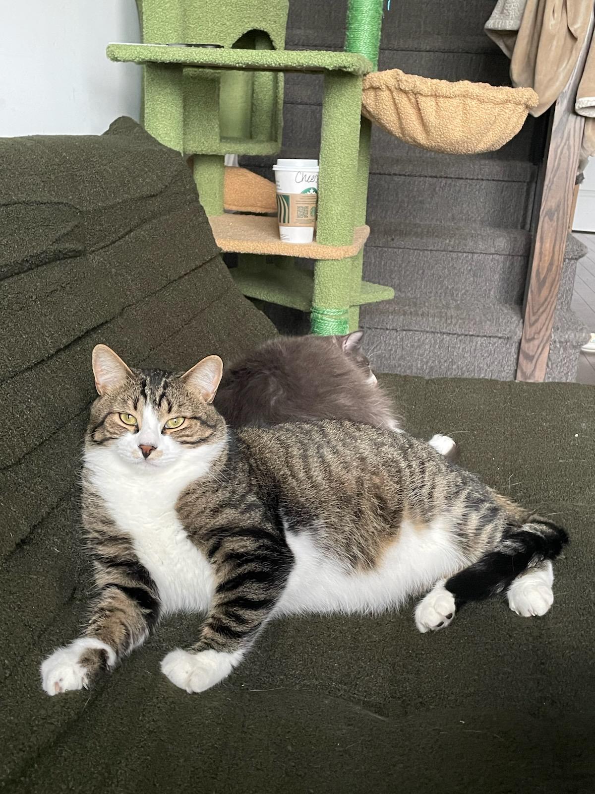 Olly (m) 3yrs old Tabby/white, an adoptable Domestic Short Hair in Ottawa, ON, K4A 0P3 | Photo Image 1