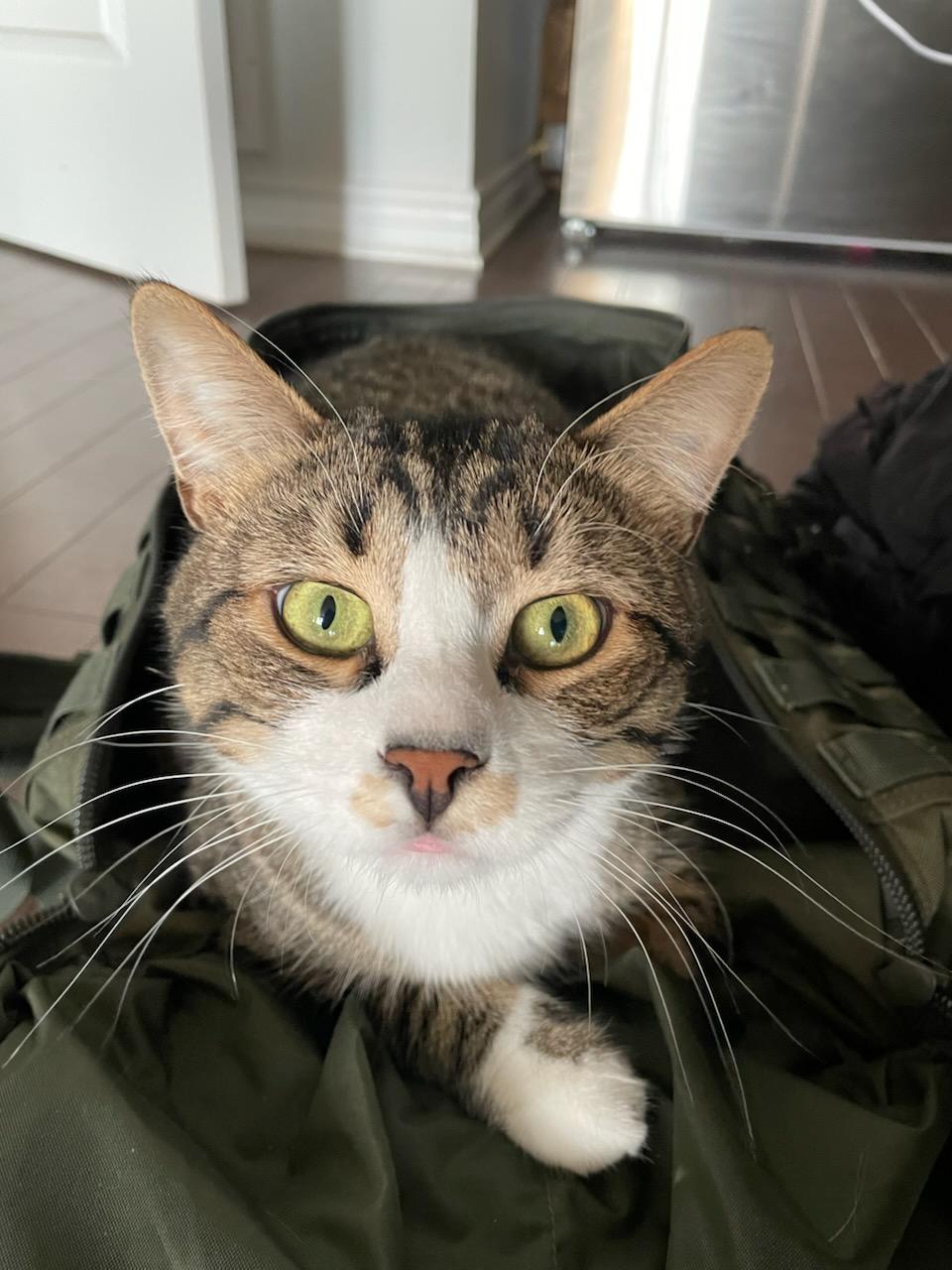 Olly (m) 3yrs old Tabby/white, an adoptable Domestic Short Hair in Ottawa, ON, K4A 0P3 | Photo Image 4