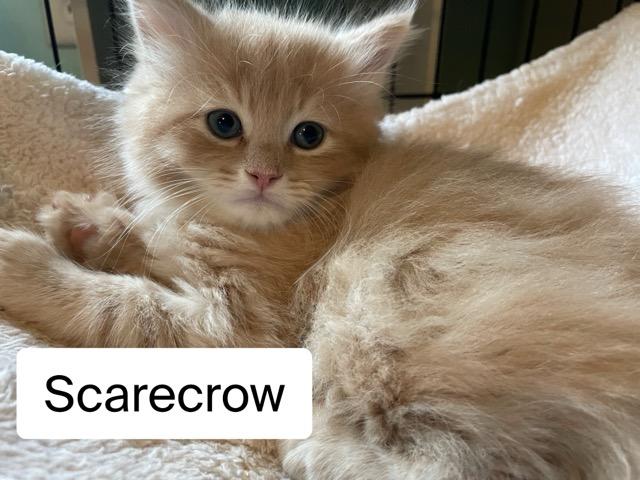 Scarecrow, Adopted, Kitten Male Domestic Long Hair.