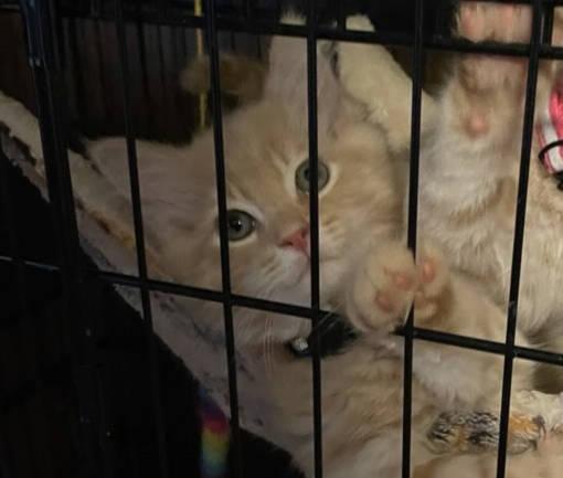 Enlarge Scarecrow, a Adopted Domestic Long Hair in Radford, VA image 2/2