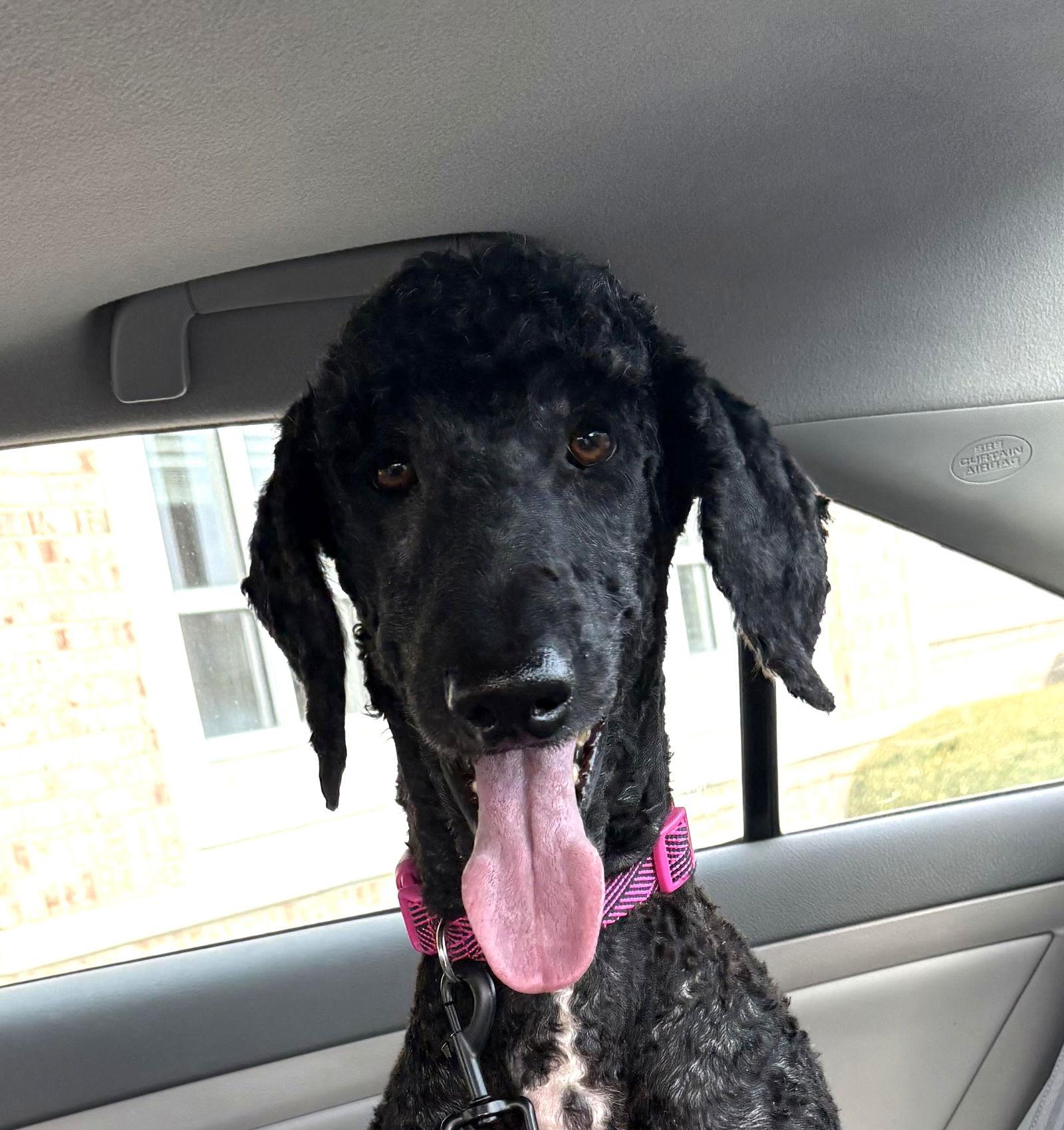 Enlarge Lenny, a Adoptable Standard Poodle in Wheaton, IL image 1/3