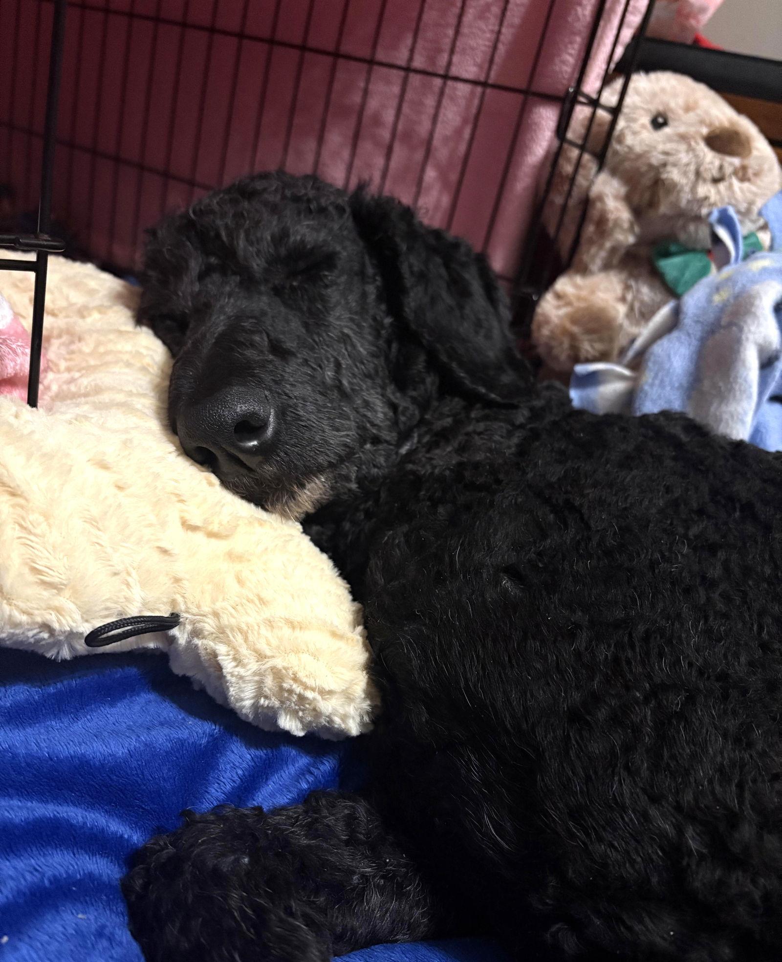 Enlarge Lenny, a Adoptable Standard Poodle in Wheaton, IL image 2/3