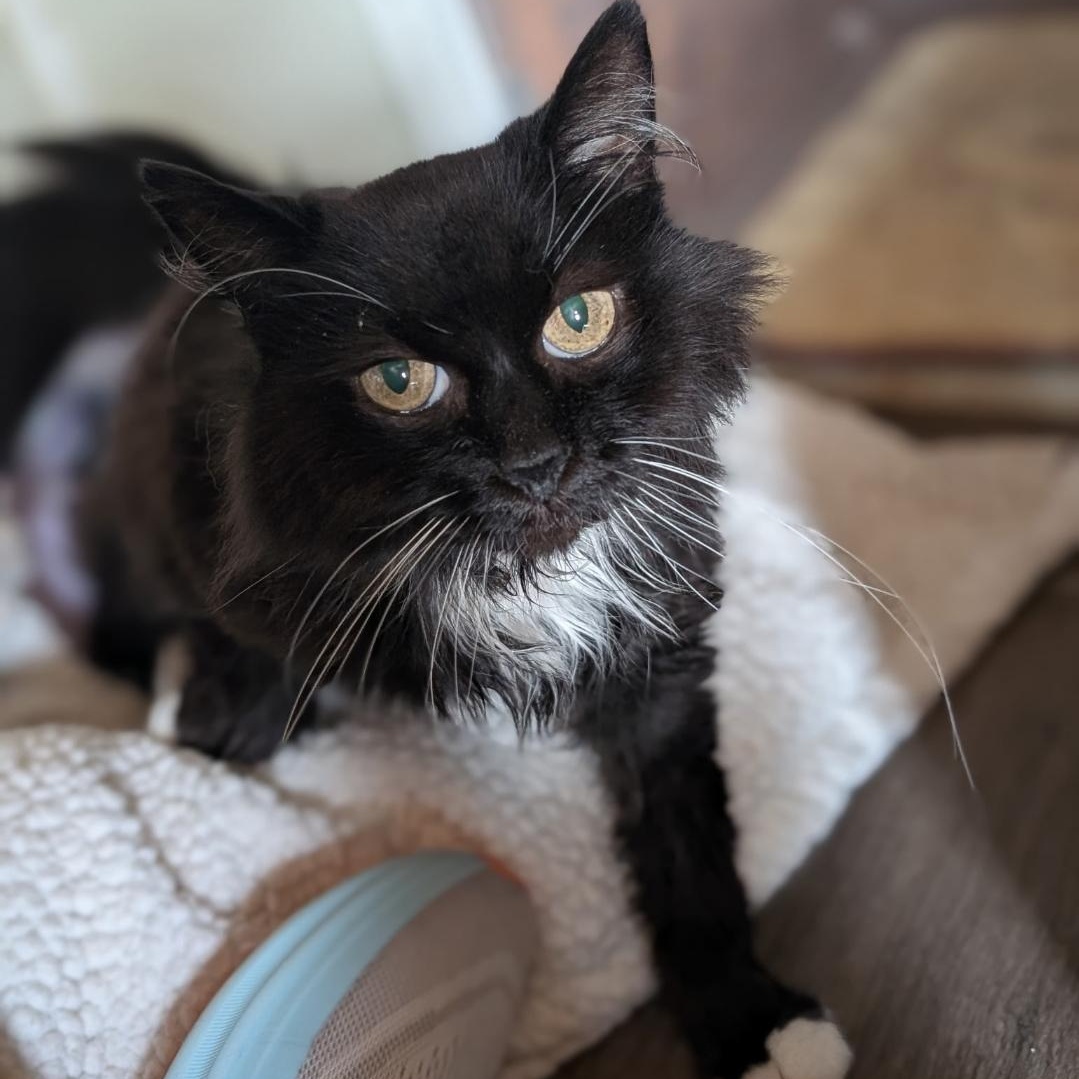Bobbie, Adoptable, Senior Female Domestic Long Hair.