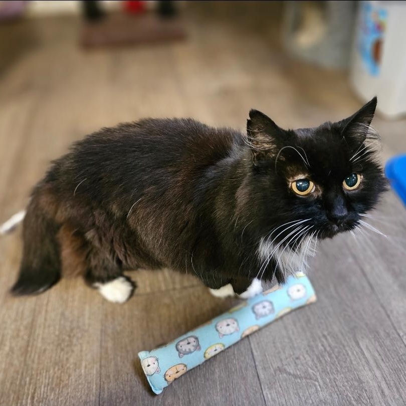 Enlarge Bobbie, a Adoptable Domestic Long Hair in Waynesville, NC image 2/3